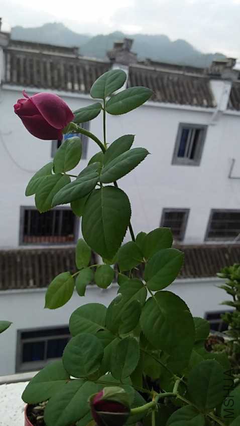 IMG20161007081748.jpg