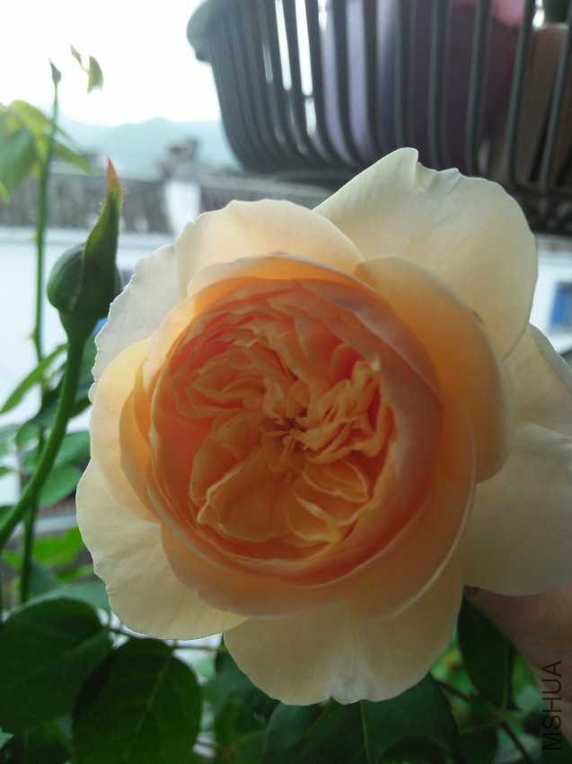 IMG20161007081628.jpg
