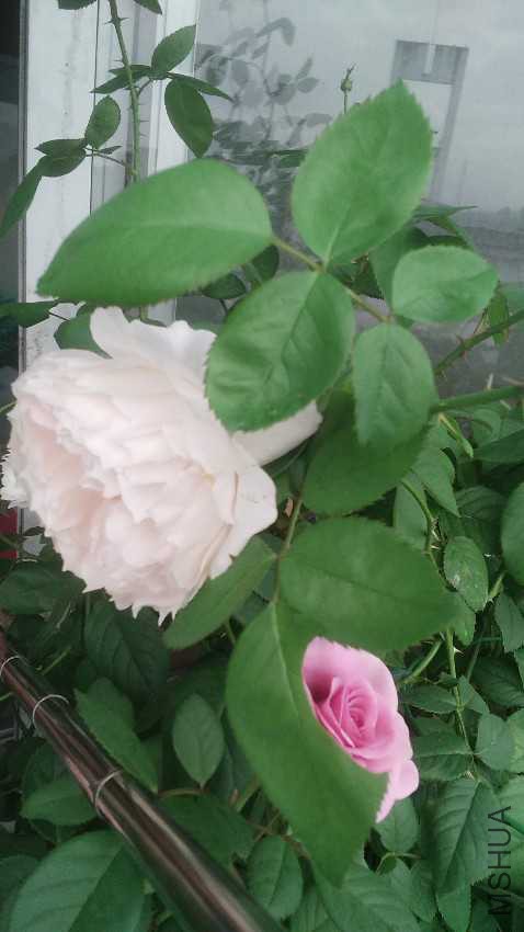IMG20161007081216.jpg