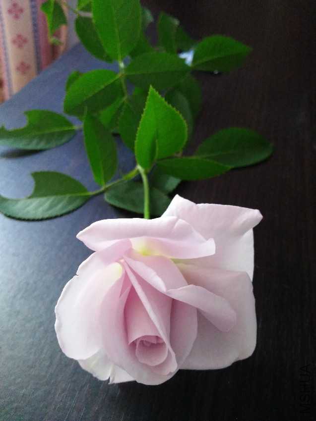 IMG20161005153628.jpg