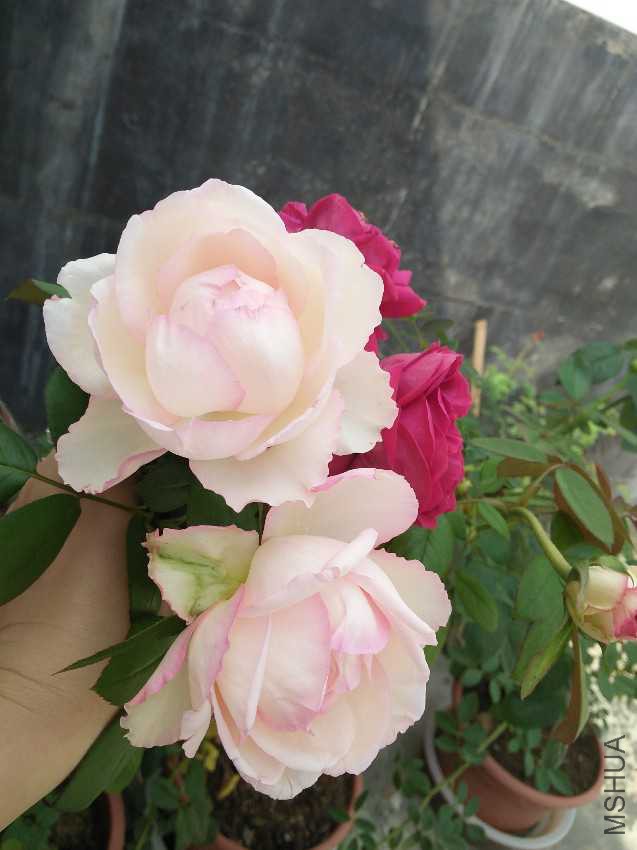 IMG20160918105720.jpg