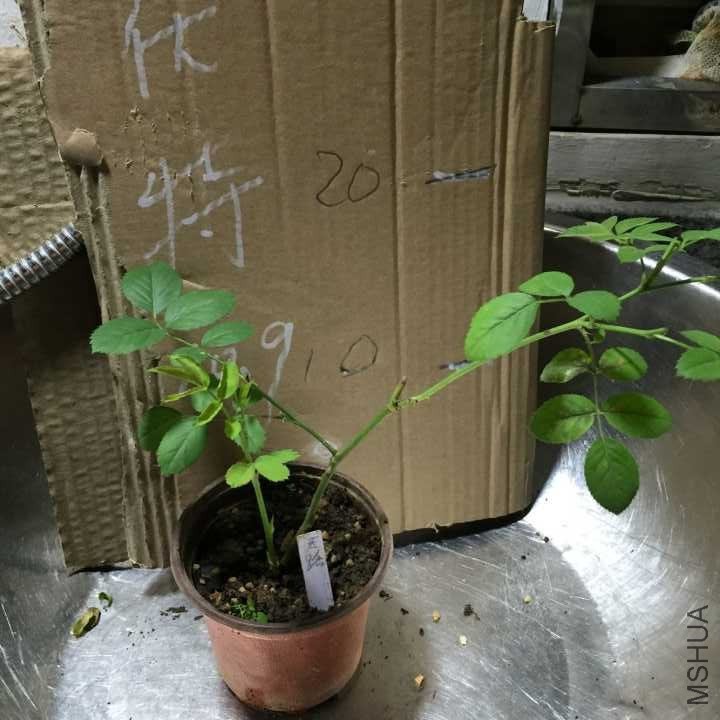 QQͼƬ20161009191147.jpg