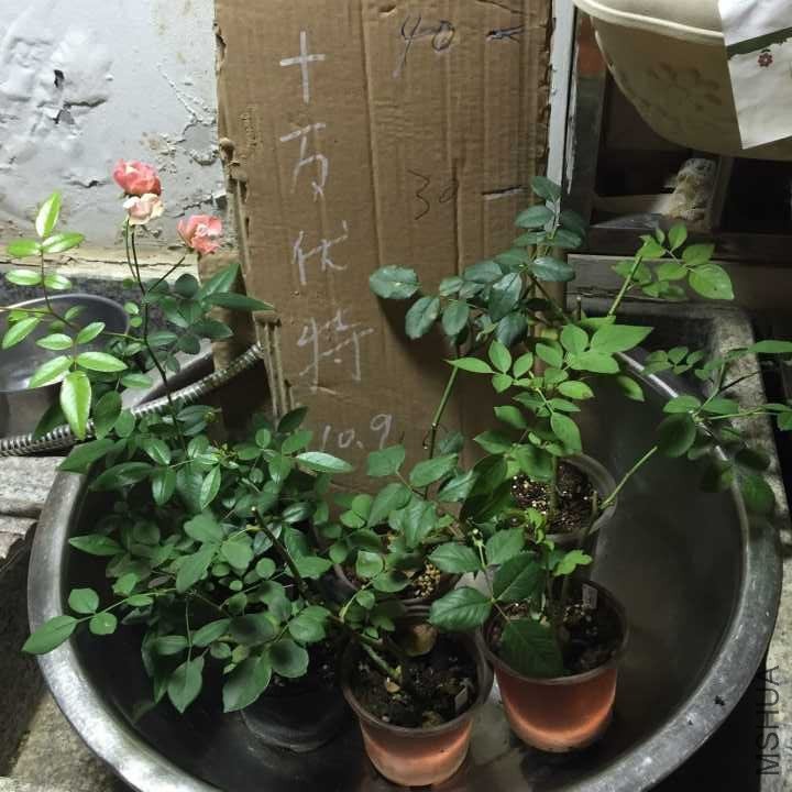 QQͼƬ20161009191155.jpg