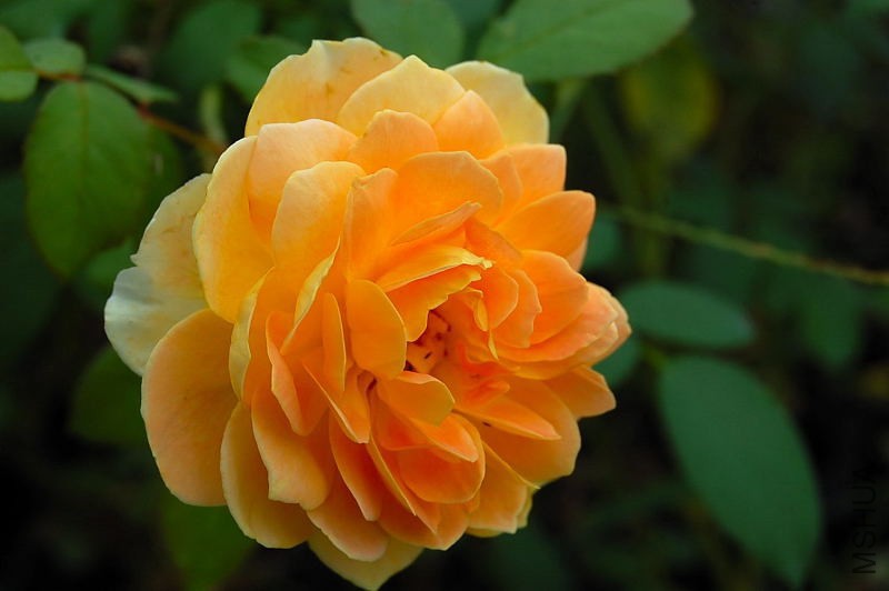 DSC_84490099.JPG