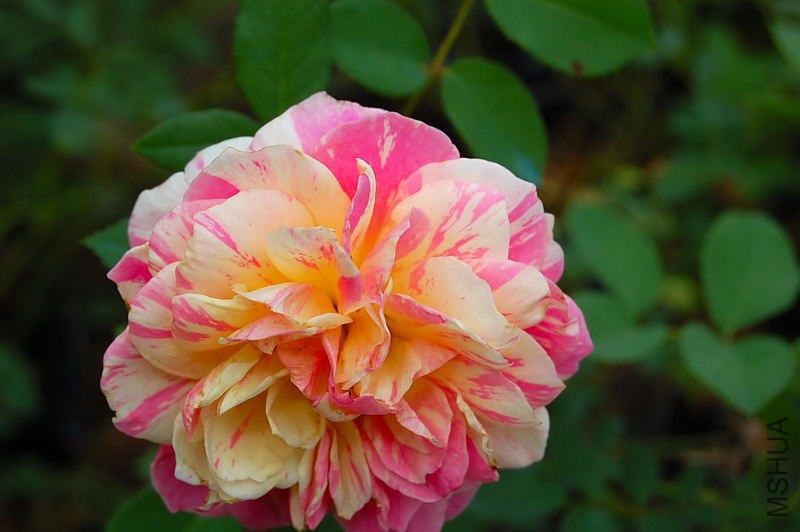 DSC_84460096.JPG