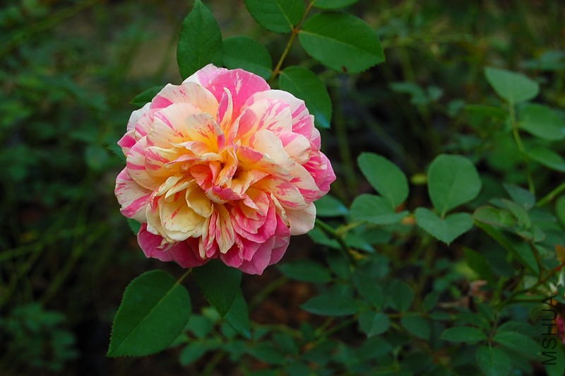 DSC_84450095.JPG