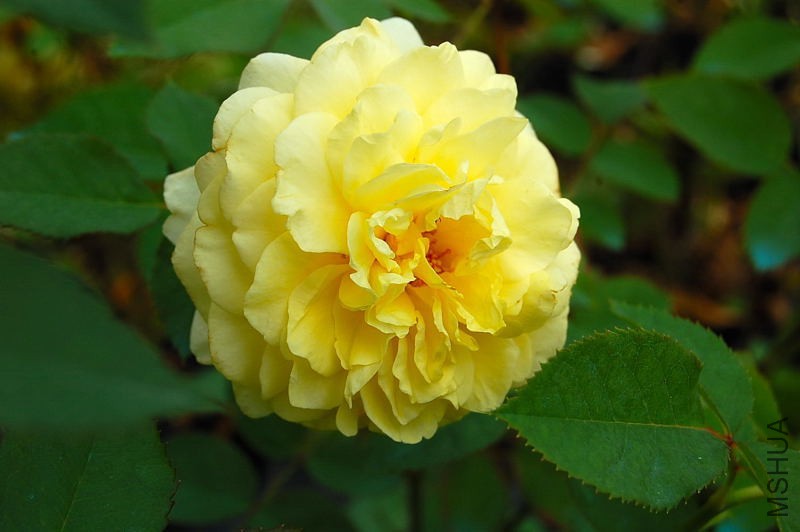 DSC_84440094.JPG
