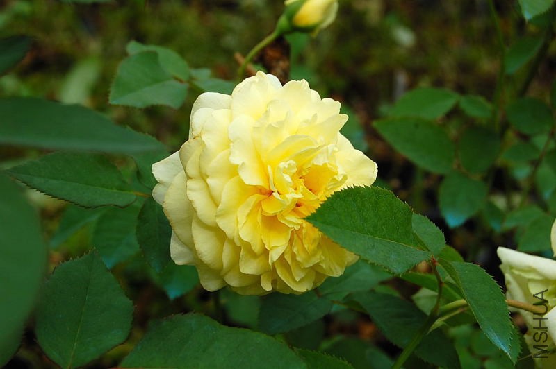 DSC_84420092.JPG
