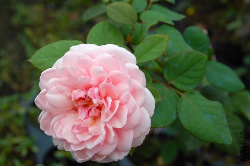 DSC_84330083.JPG