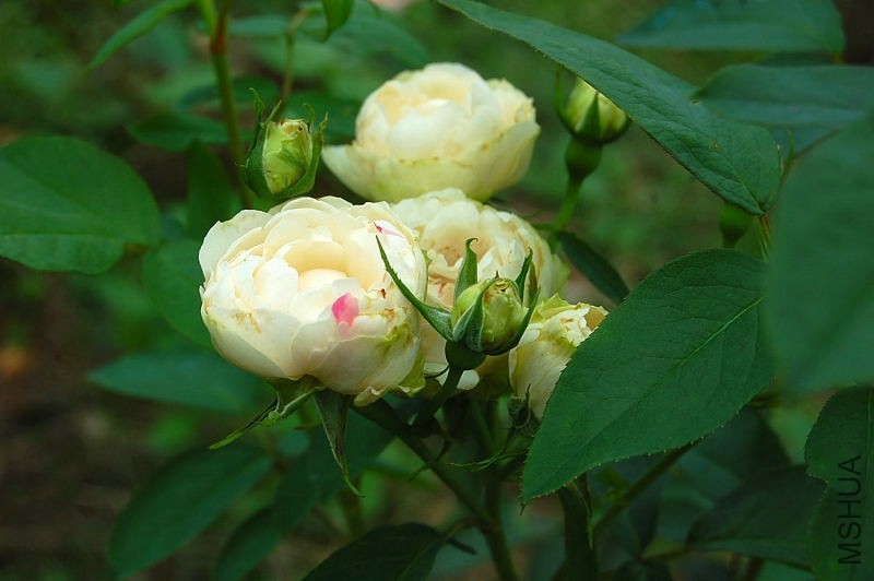 DSC_84310081.JPG