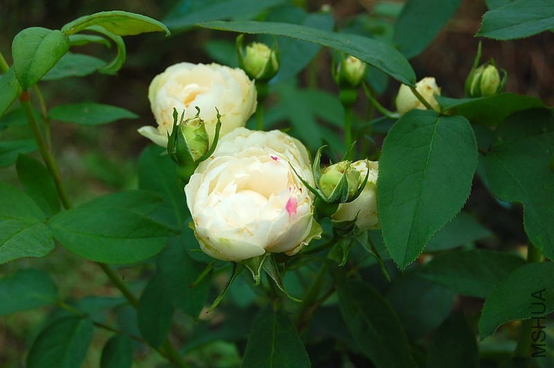 DSC_84300080.JPG