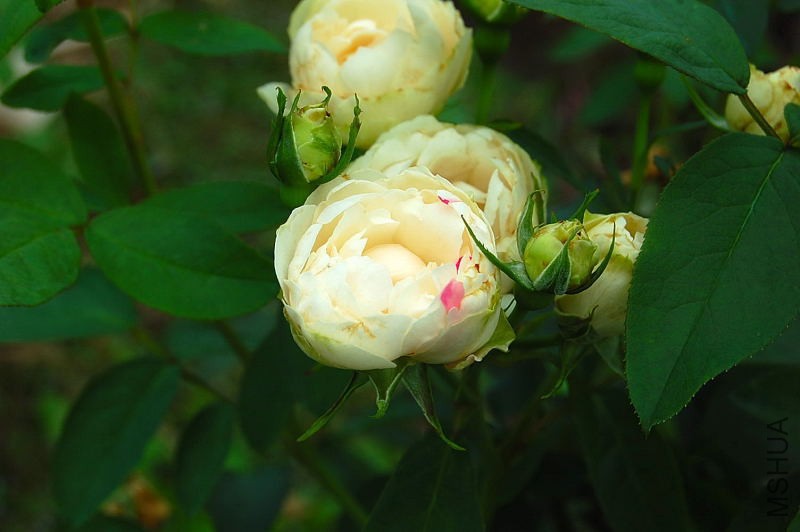 DSC_84290079.JPG