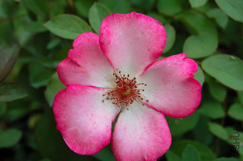 DSC_83990049.JPG