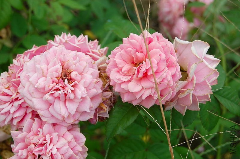 DSC_84210071.JPG