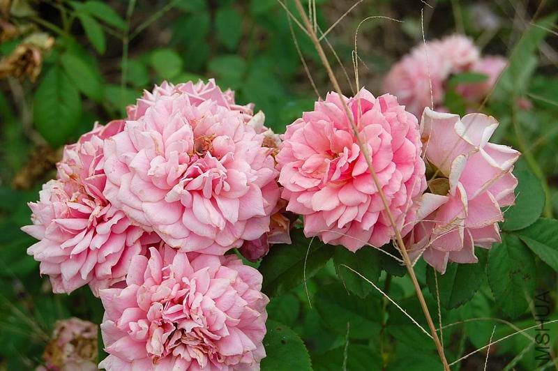 DSC_84200070.JPG