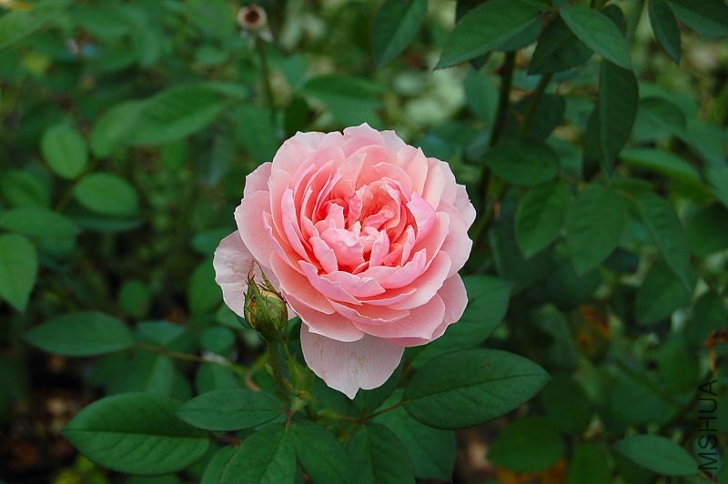 DSC_84160066.JPG