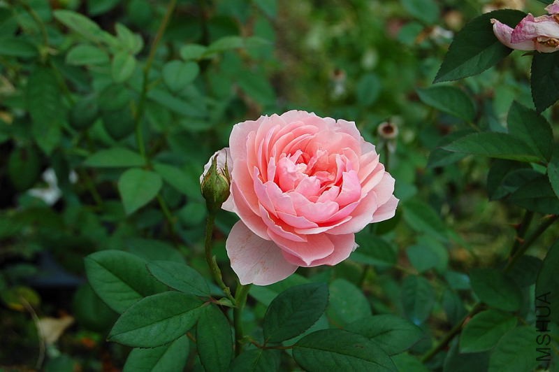 DSC_84170067.JPG