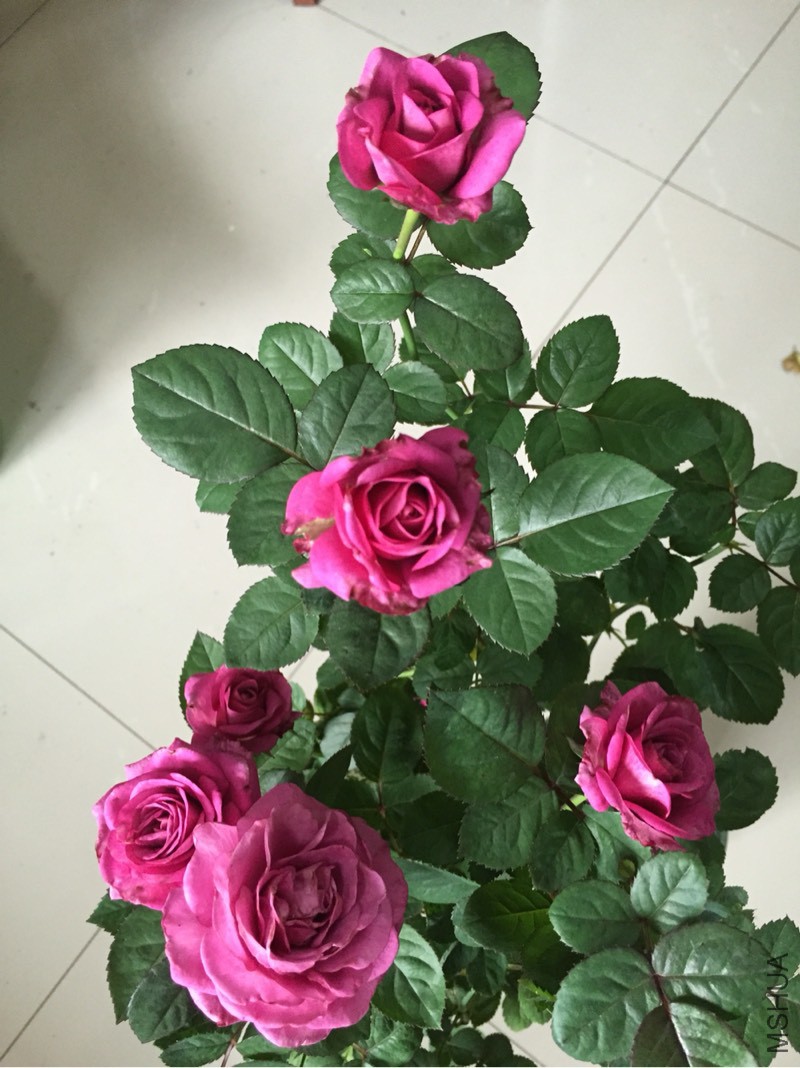 104255bs7whvqhqg1qwtwo.jpg