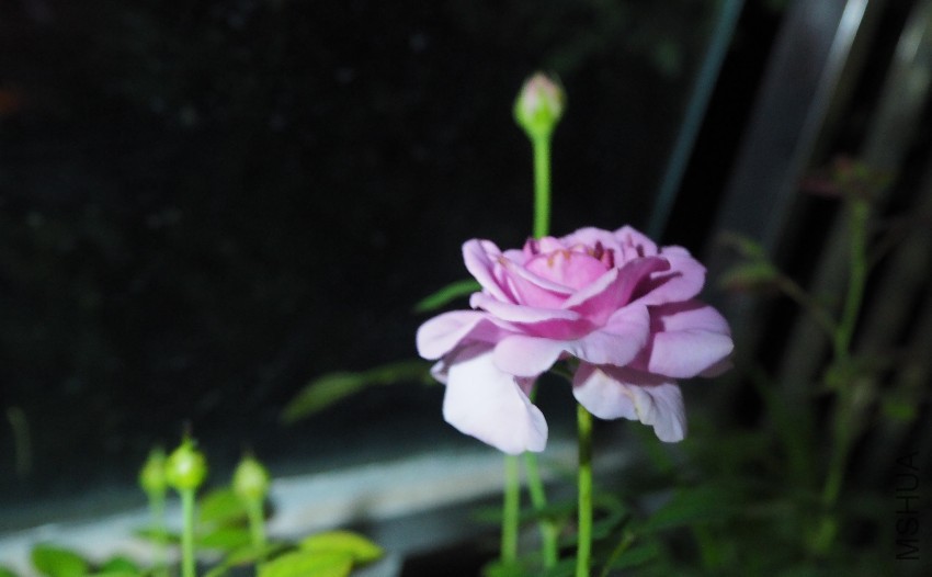 PA310105.JPG