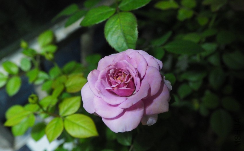 PA310103.JPG