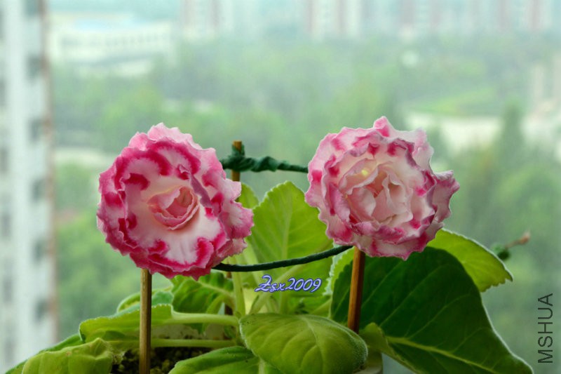 DSC_1414.JPG