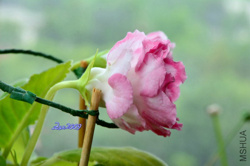 DSC_1416.JPG