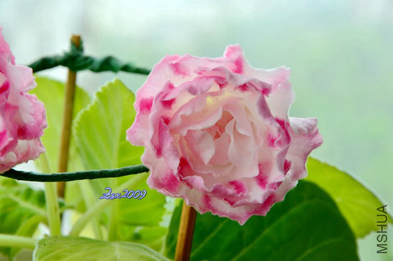 DSC_1417.JPG