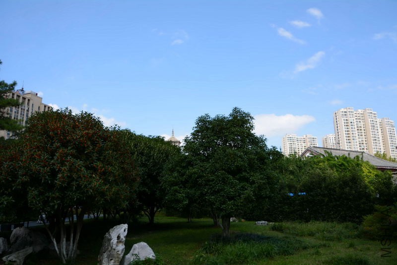 DSC_11870145.JPG