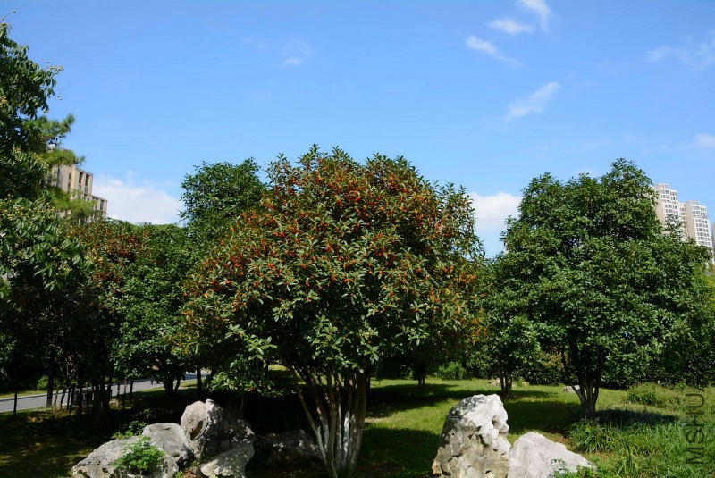 DSC_11880146.JPG