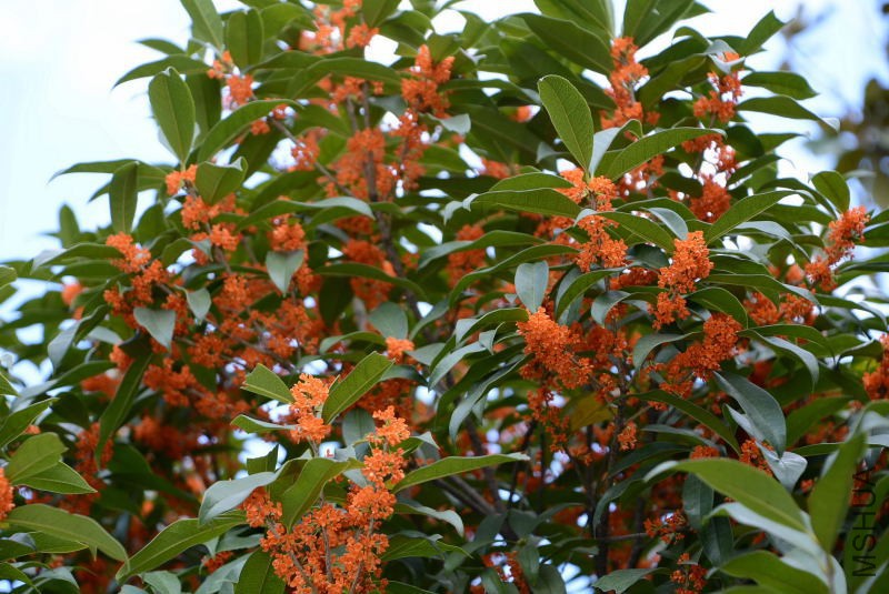 DSC_11570115.JPG