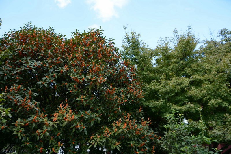 DSC_11700128.JPG