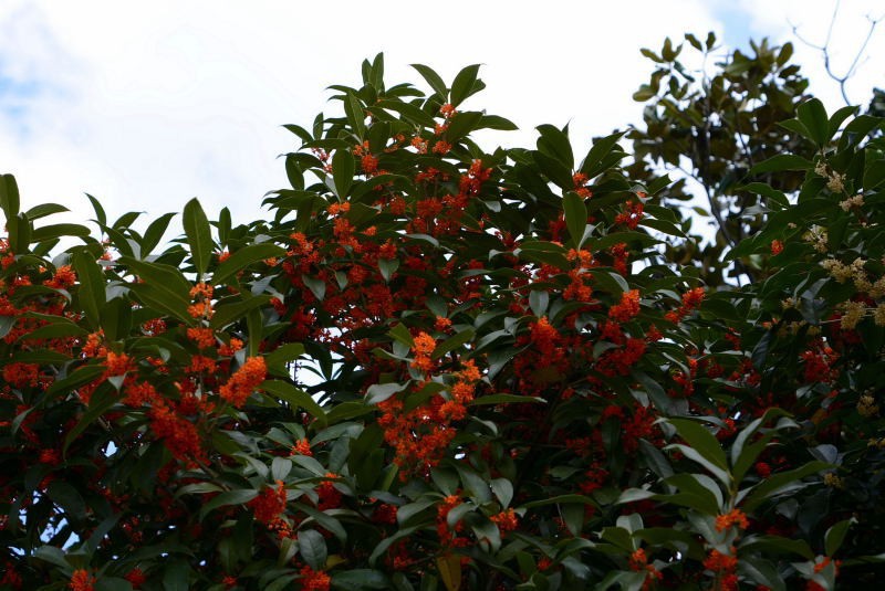 DSC_11440102.JPG