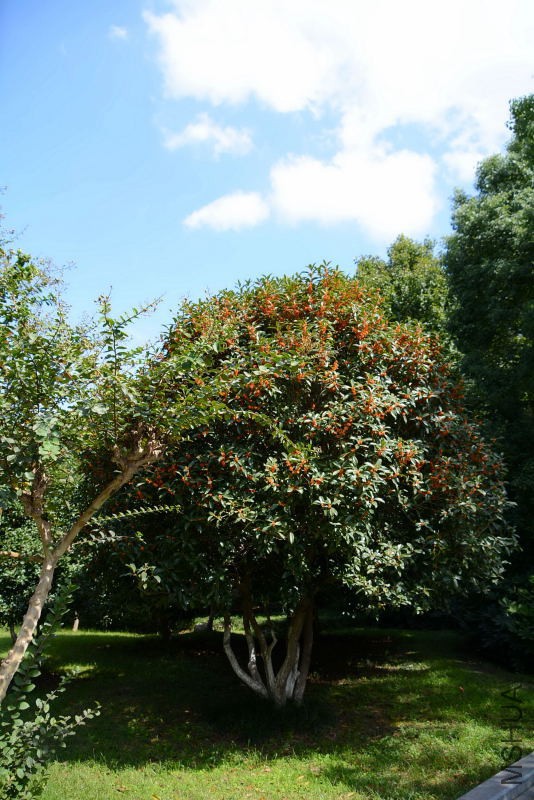 DSC_11980156.JPG