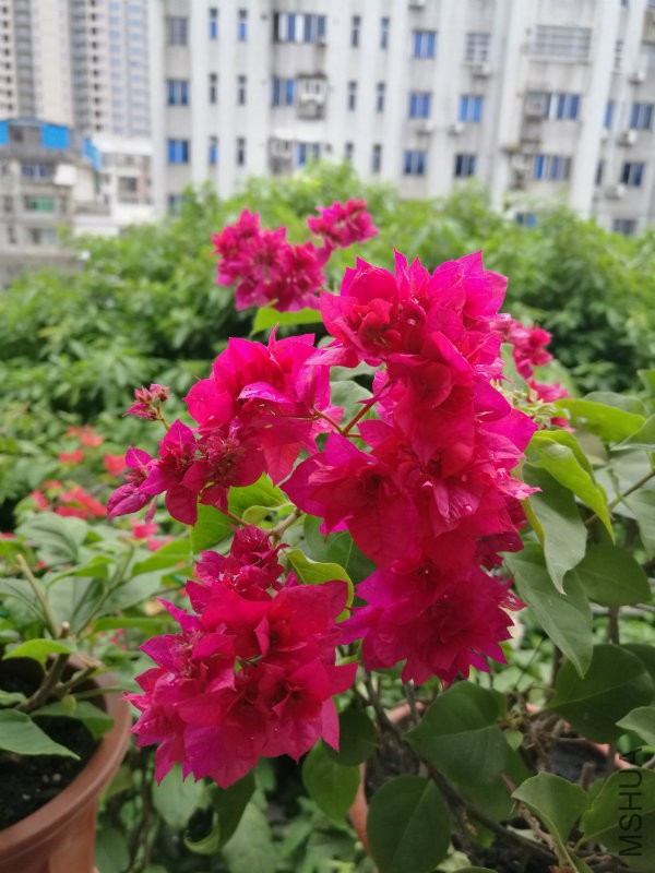 IMG_20161008_091014.jpg
