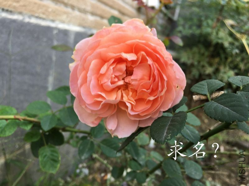 IMG_2526.jpg