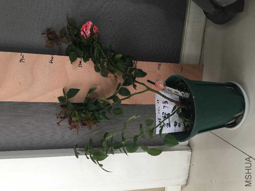 image.jpeg