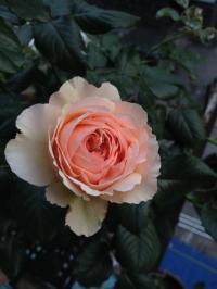 111915irfqrqjdqpd60qsy.jpg