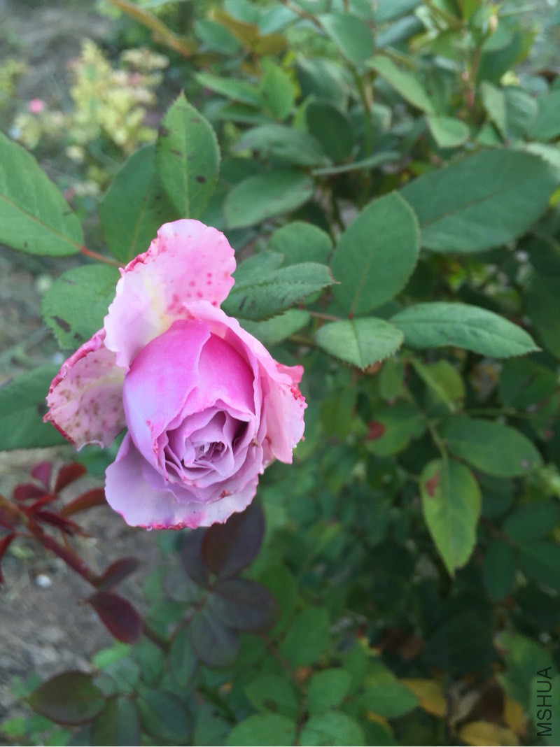 110644owf79cti8tfrx7wg.jpg