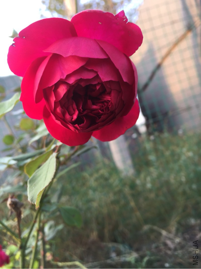 110645i3544v350ww0m904.jpg