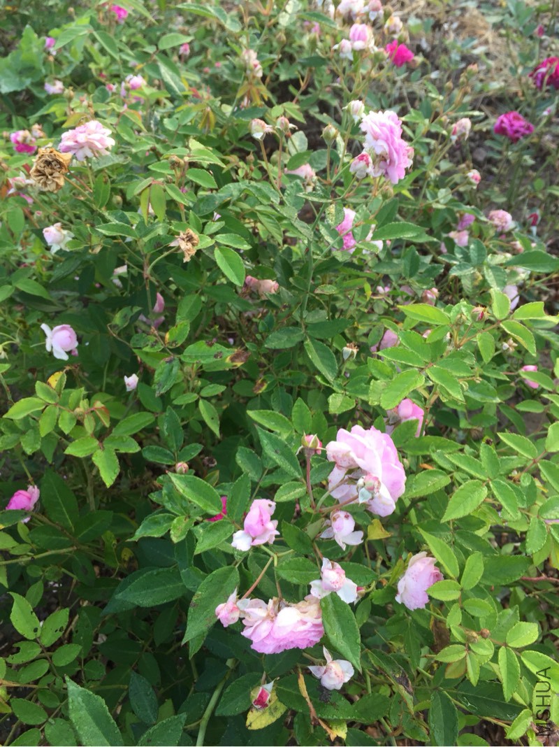 110645vcj4aw5uwwmuw84c.jpg