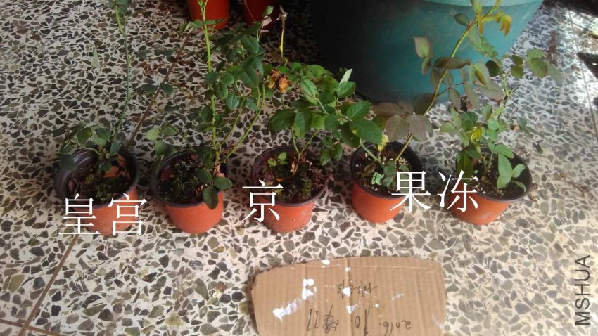 QQͼƬ20161011155456.jpg