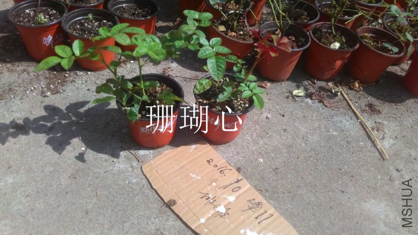 QQͼƬ20161011155501.jpg