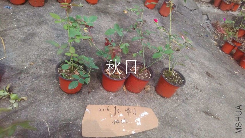QQͼƬ20161011155520.jpg
