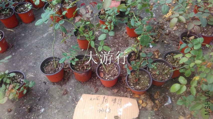 QQͼƬ20161011155517.jpg