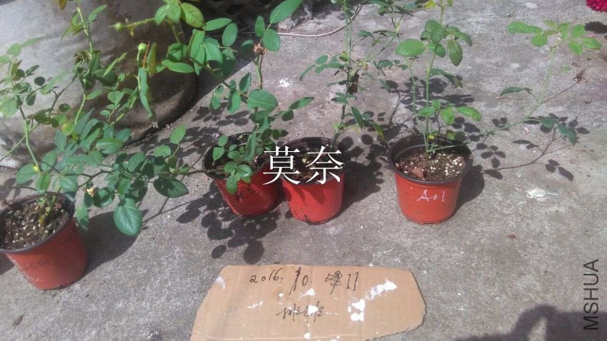 QQͼƬ20161011155540.jpg