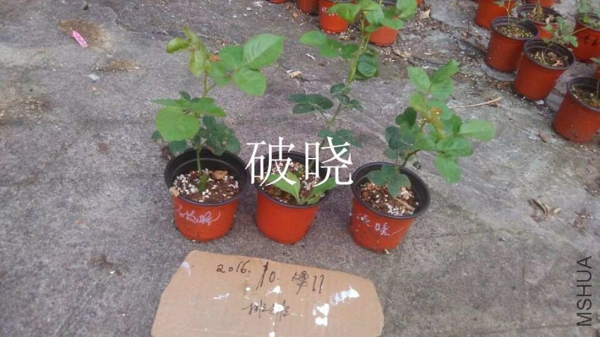 QQͼƬ20161011155525.jpg