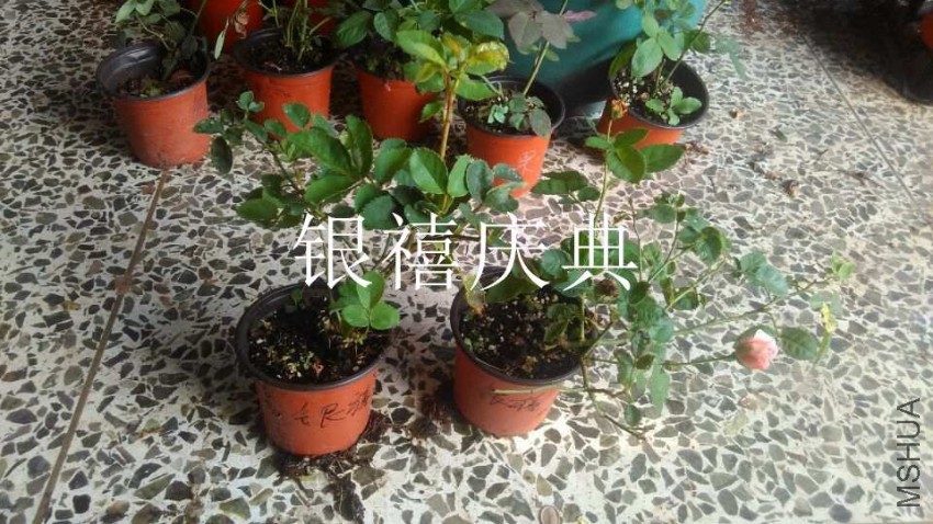QQͼƬ20161011155552.jpg
