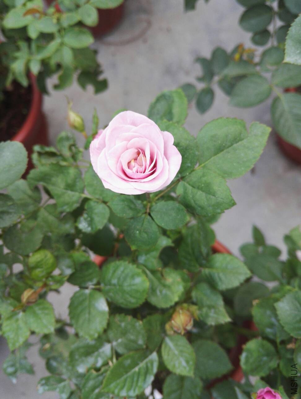 163410ijugnl8gjrxjrcfg.jpg