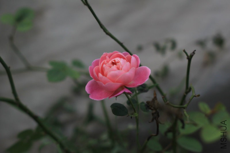 IMG_0963.JPG