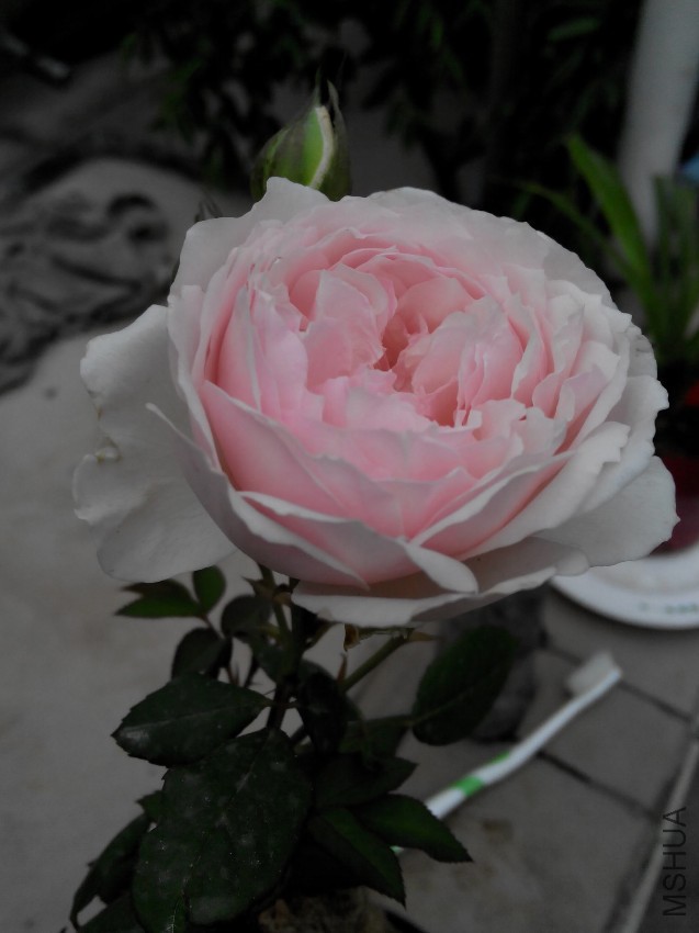 IMG_20161010_161419.jpg